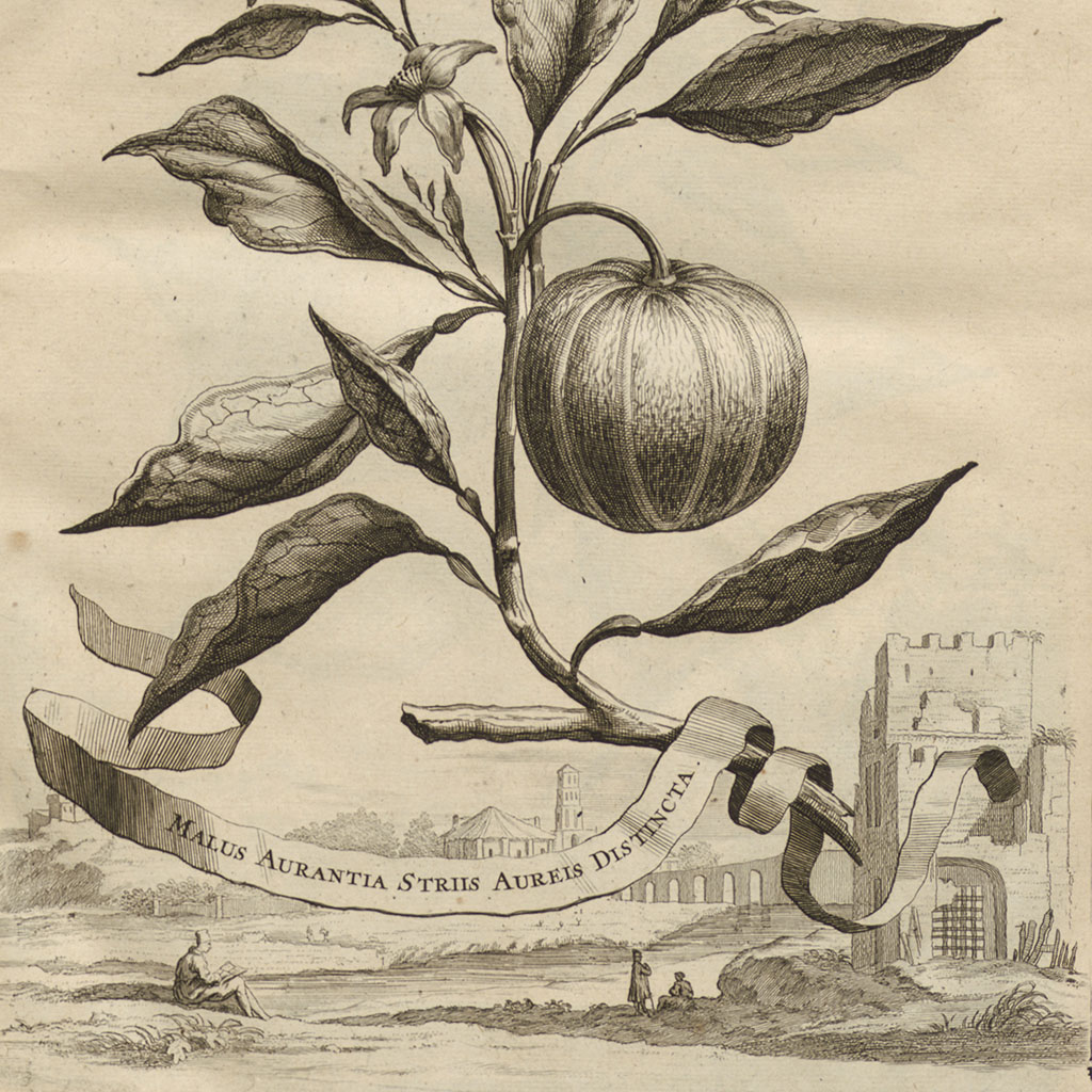 Kopergravure Abraham Munting